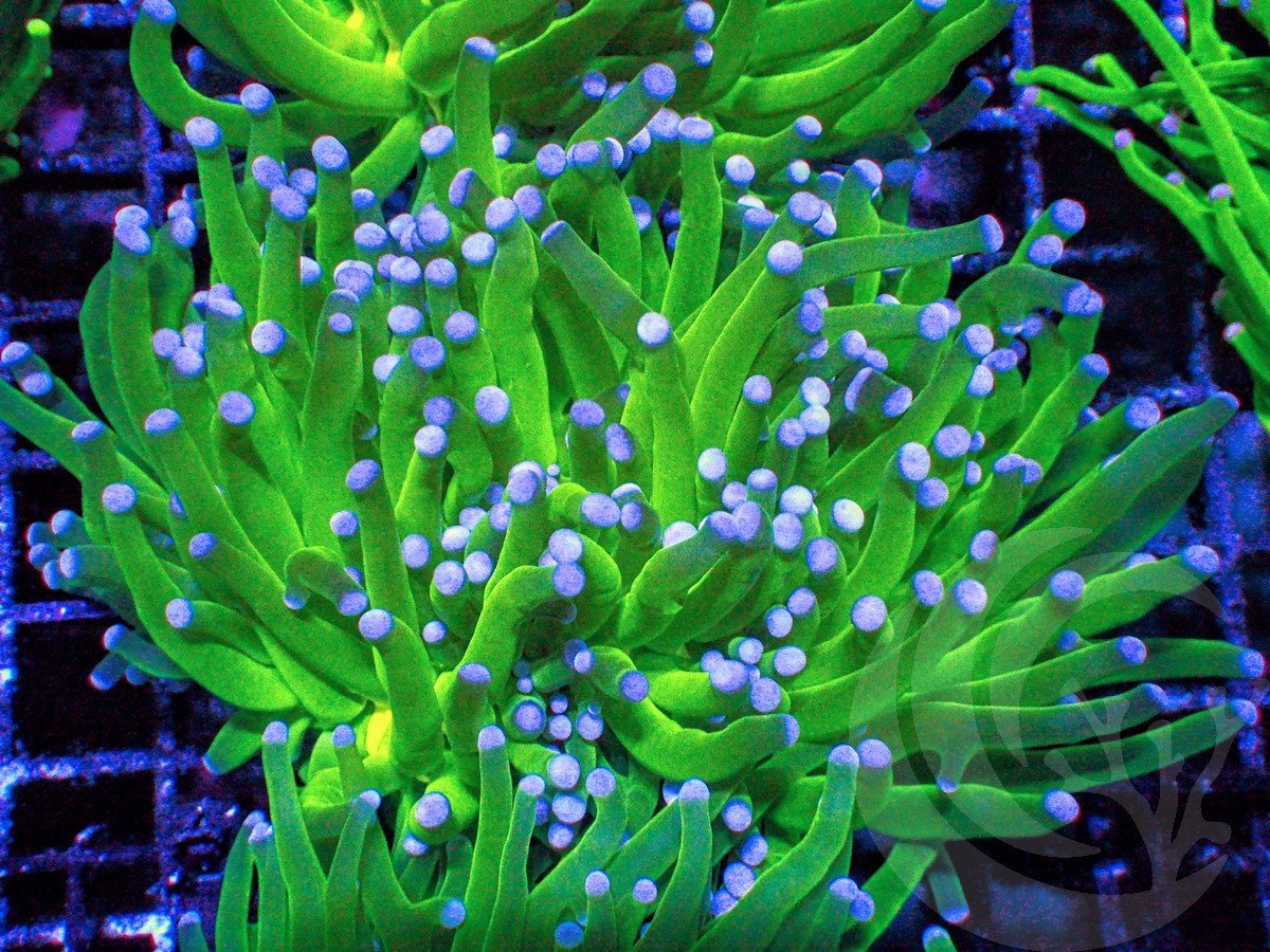 Bright Blue tip Glowing Lime