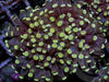 Yellow Tip Grape Euphyllia cristata