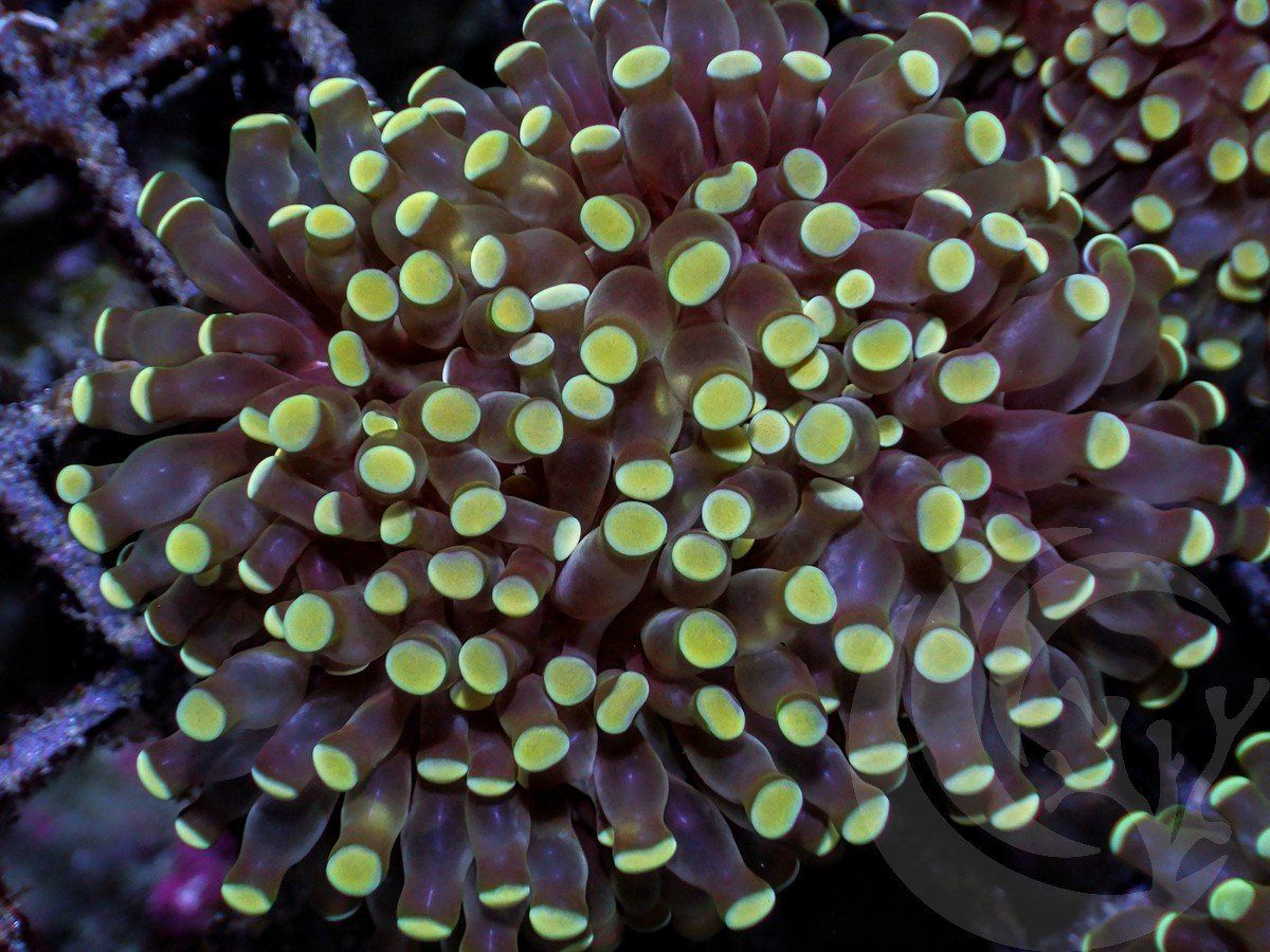 Yellow Tip Grape Euphyllia cristata