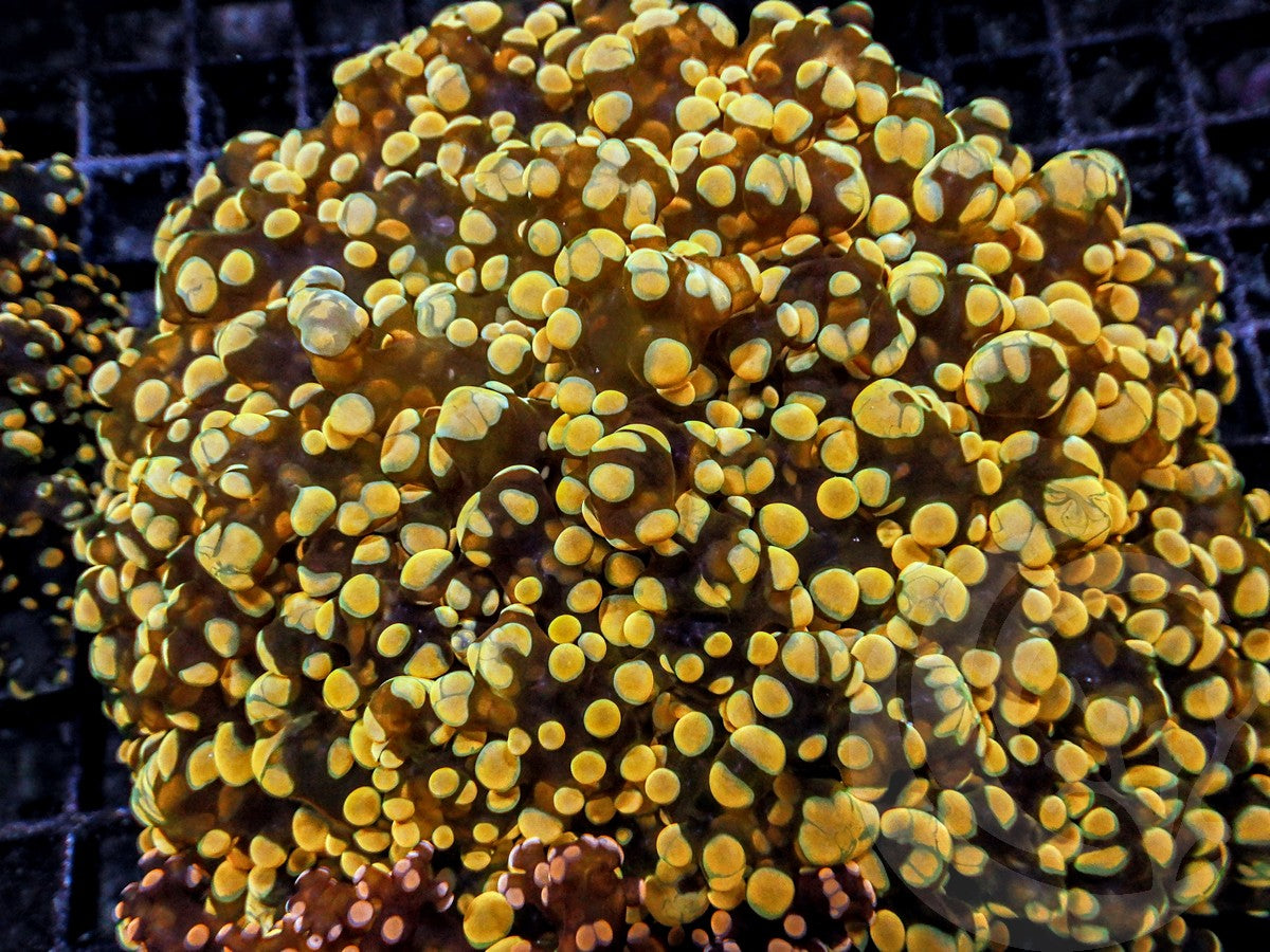 Yellow Gold Frogspawn