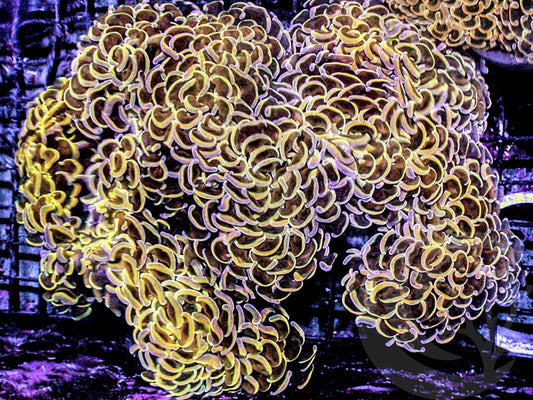 CENTERPIECE Yellow-Gold Wall Hammer