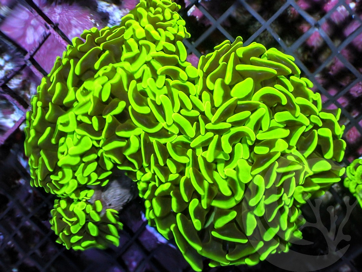 Neon Wall Hammer