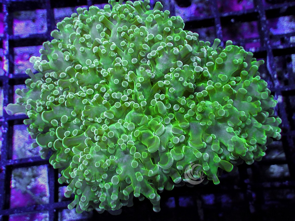 Green Frogspawn