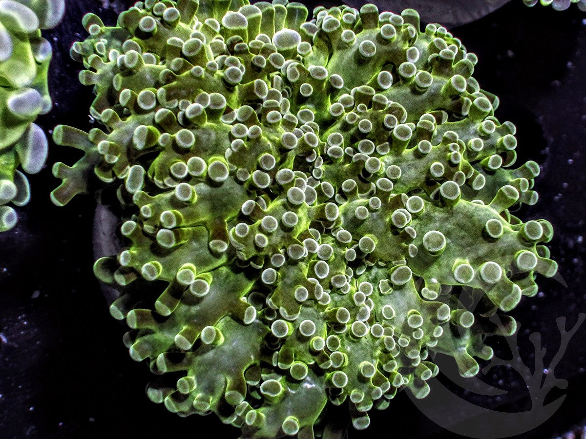 Green Branching Frogspawn
