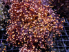 Orange Frogspawn