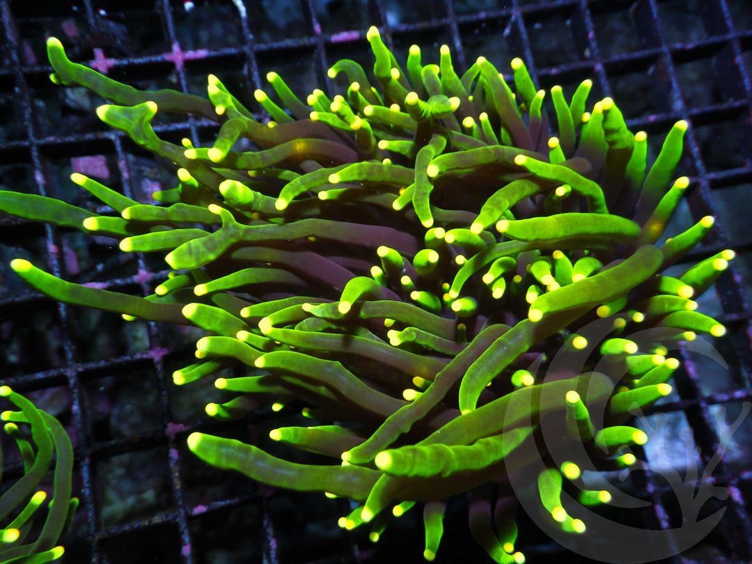 Yellow tip Dark Roots Torch