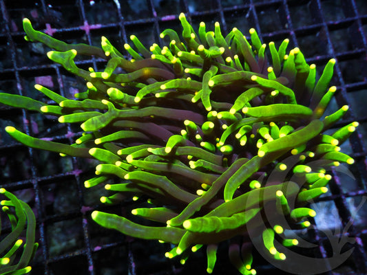 Yellow tip Dark Roots Torch
