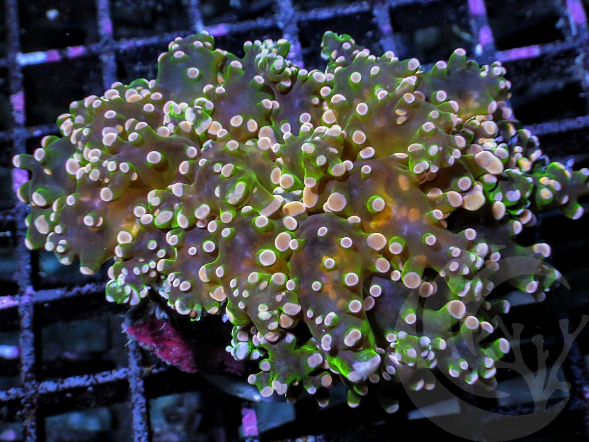 MultiColor Frogspawn – Pacific East Aquaculture