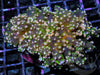 MultiColor Frogspawn