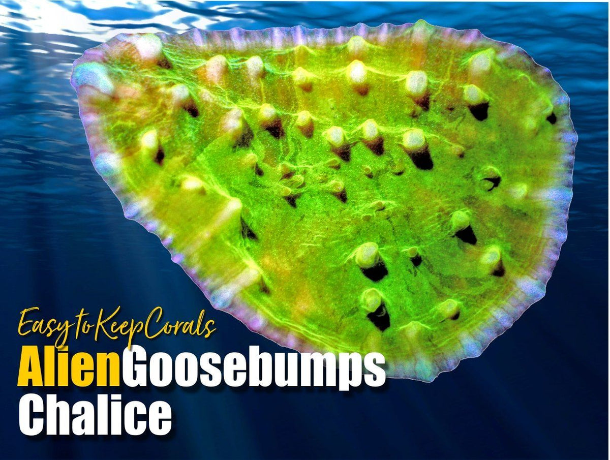 Alien Goosebumps Chalice