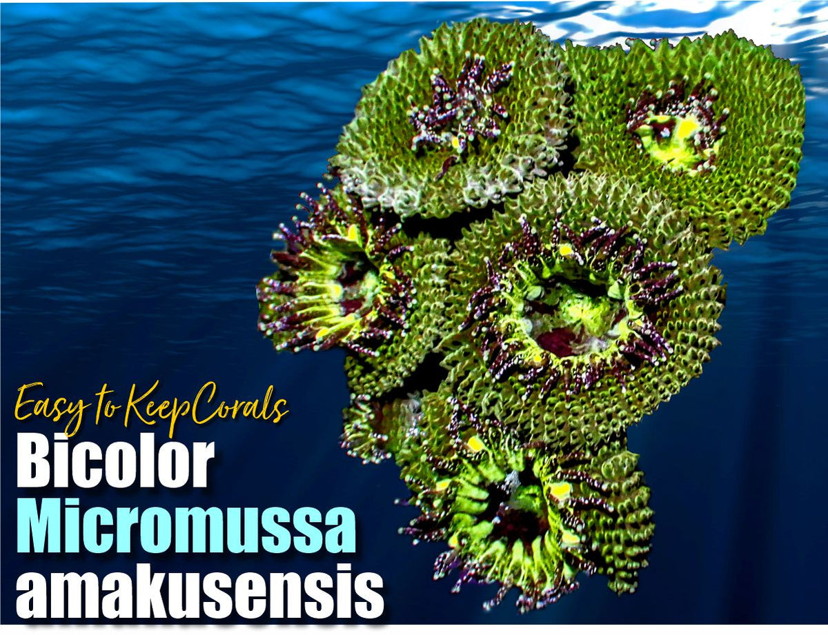 Bicolor Micromussa amakusensis