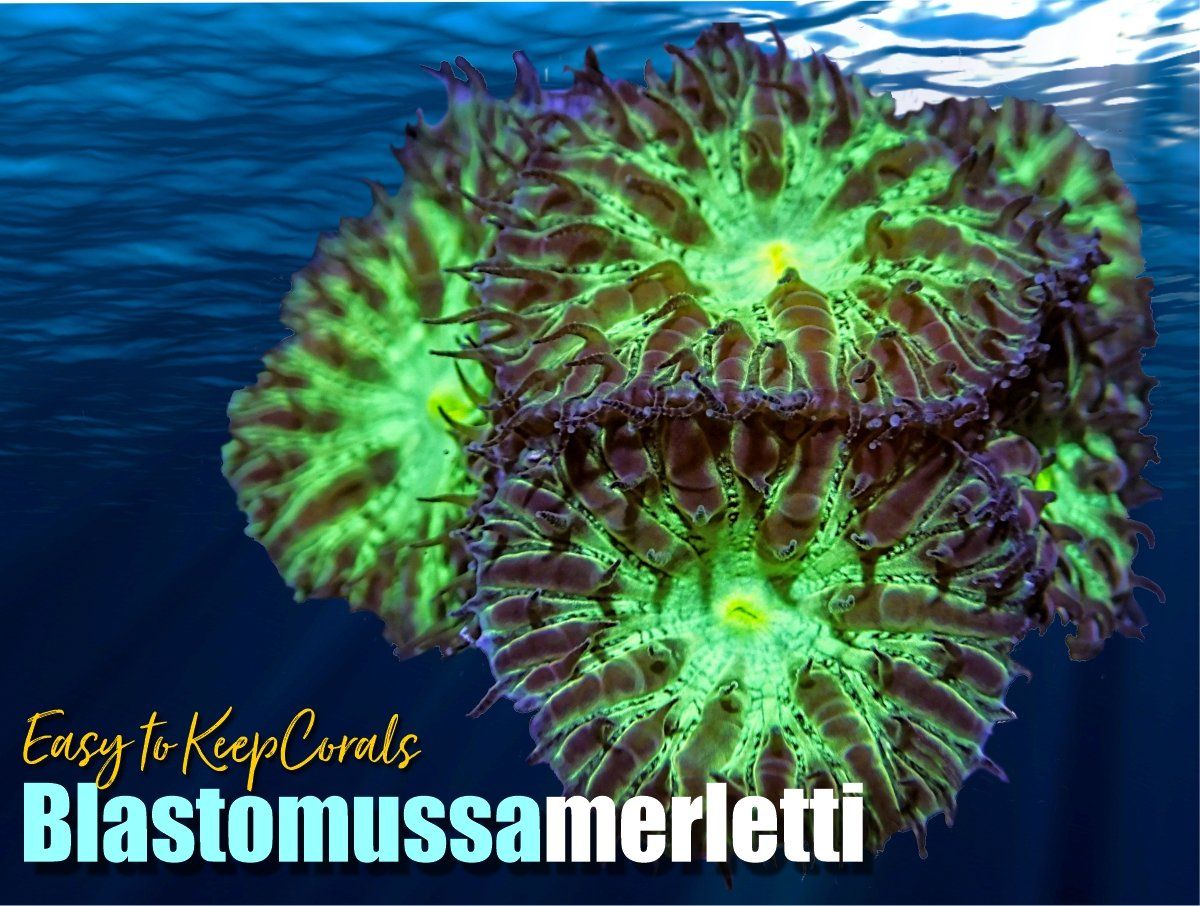 Bicolor Blastomussa merletti