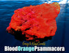 Blood Orange Psammacora