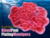 Blood Pool Plating Red Montipora