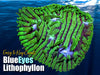Blue Eyes Lithophyllon