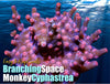 Pink Polyp Branching Space Monkey Cyphastrea