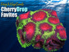Cherry Drop Favites