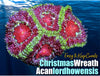 Christmas Wreath Acan lordhowensis