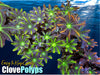 Our Pick Assorted Clove Polyps