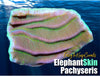 Elephant Skin Pachyseris