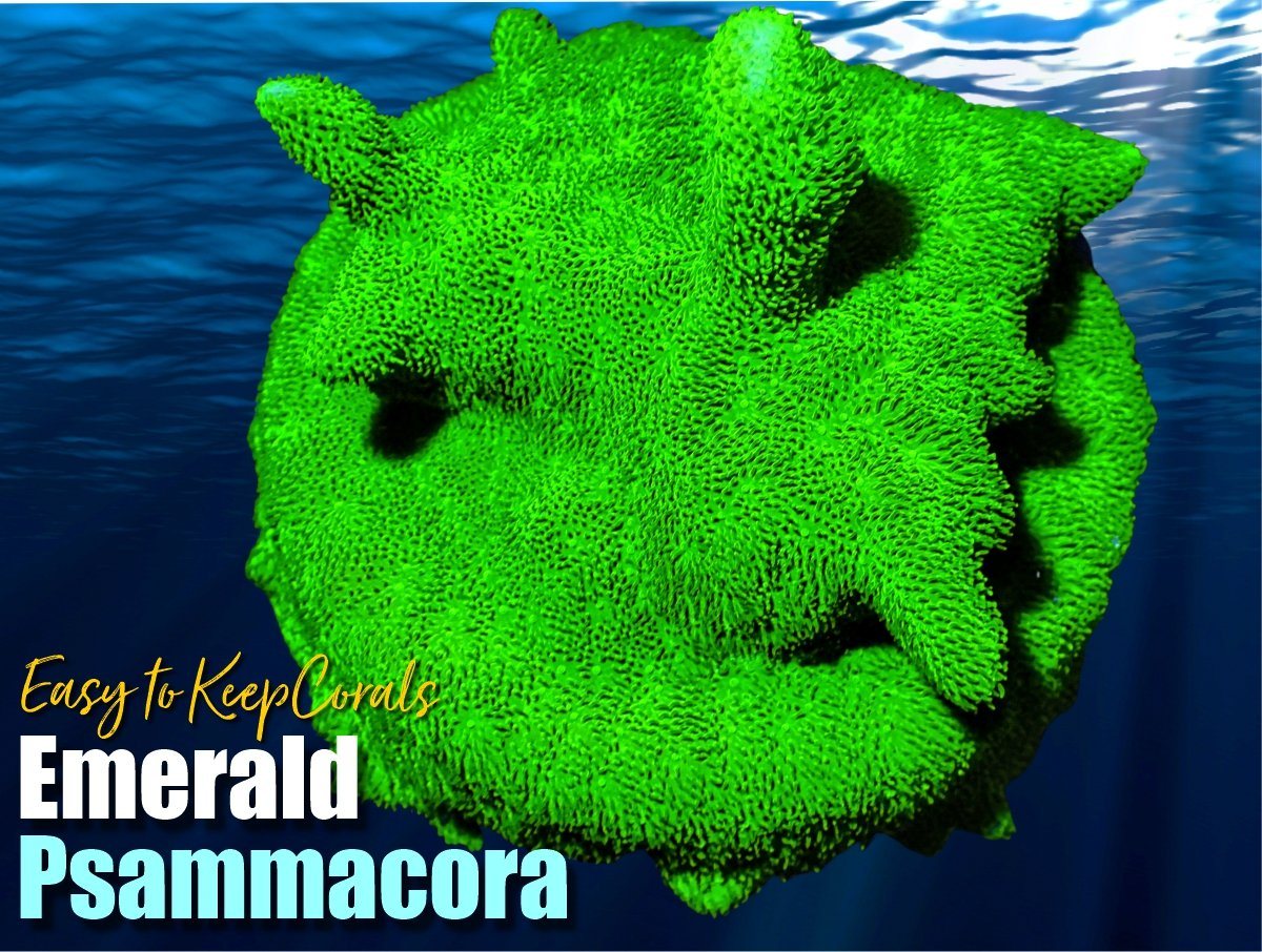 Emerald Psammacora