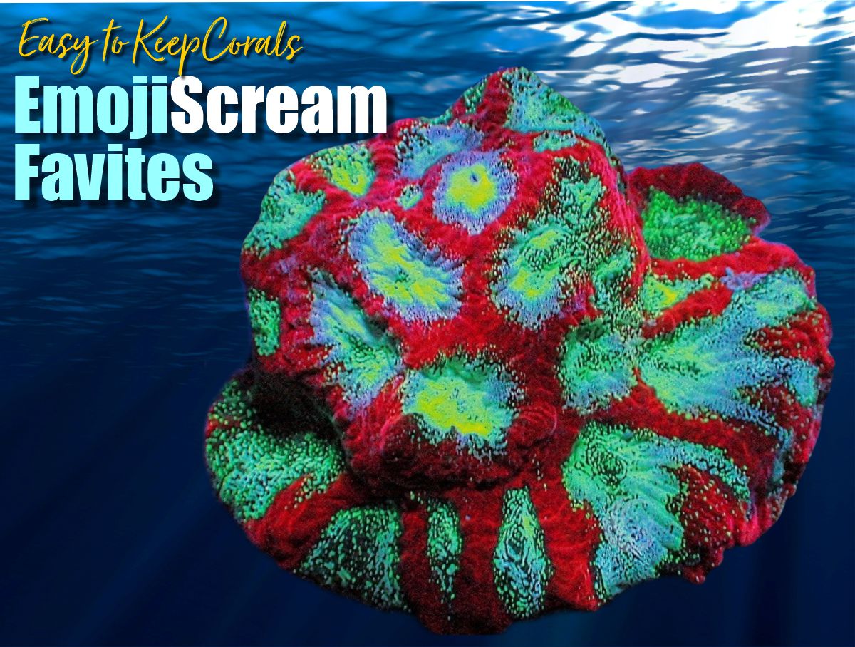 Emoji Scream Favites - Easy to Keep