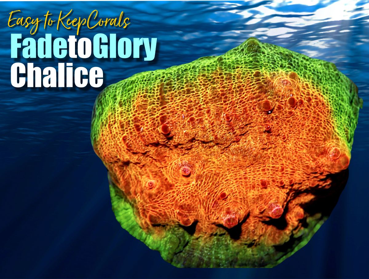 Fade to Glory Chalice
