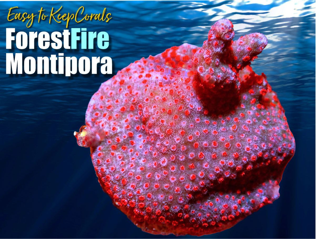 Forest Fire Montipora