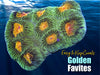 Golden Favites 