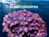Grape Cyphastrea