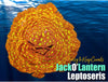 Jack O'lantern Leptoseris