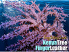 Kenya Tree Finger Leather