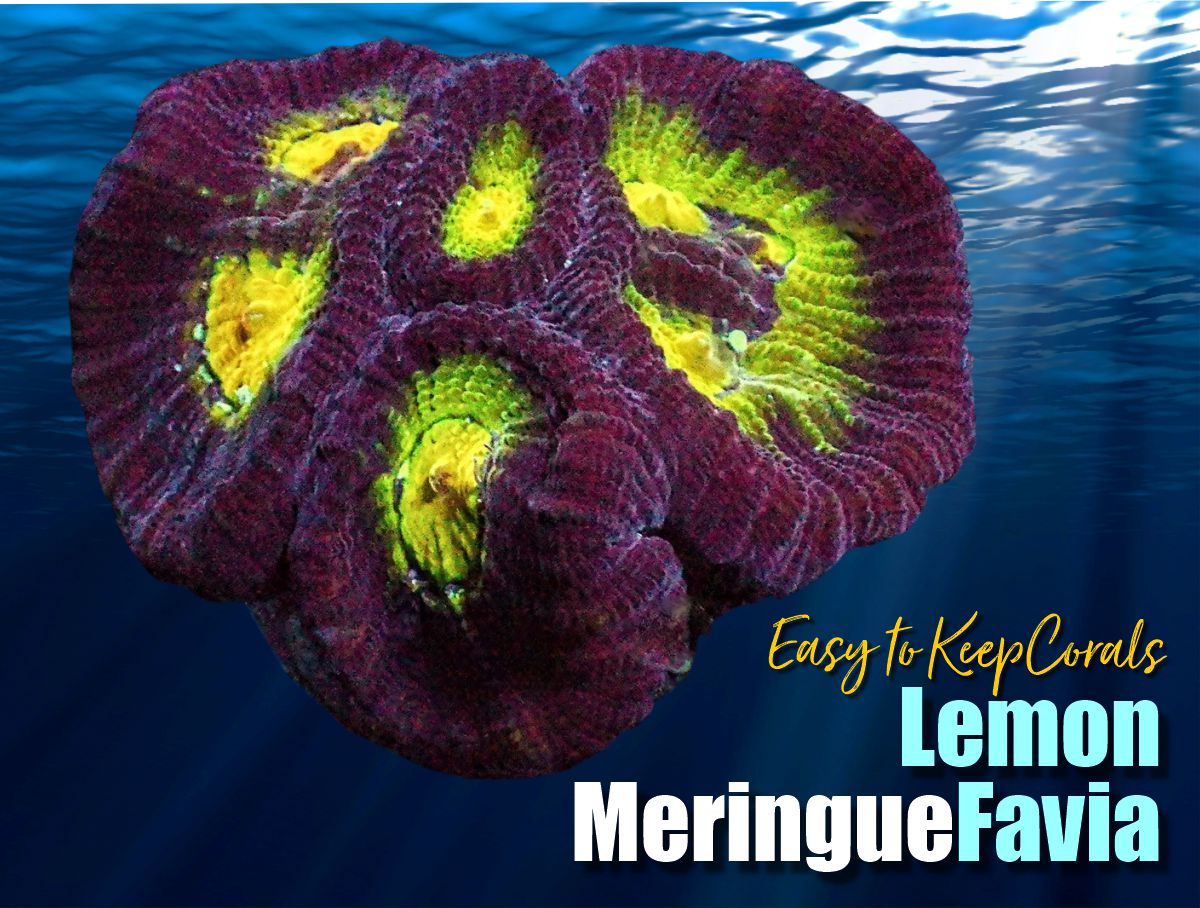 Lemon Meringue Favia