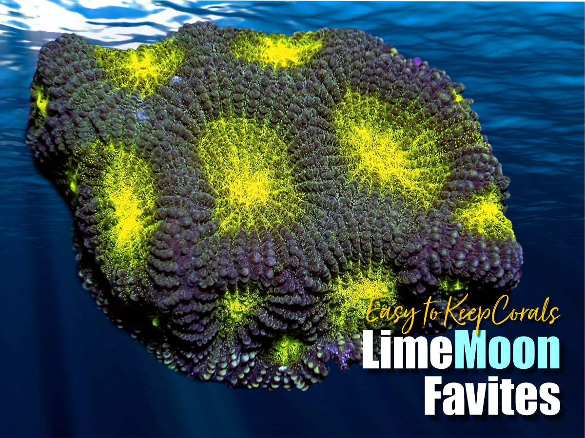 Lime Moon Favites
