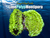Lime Polyp Montipora