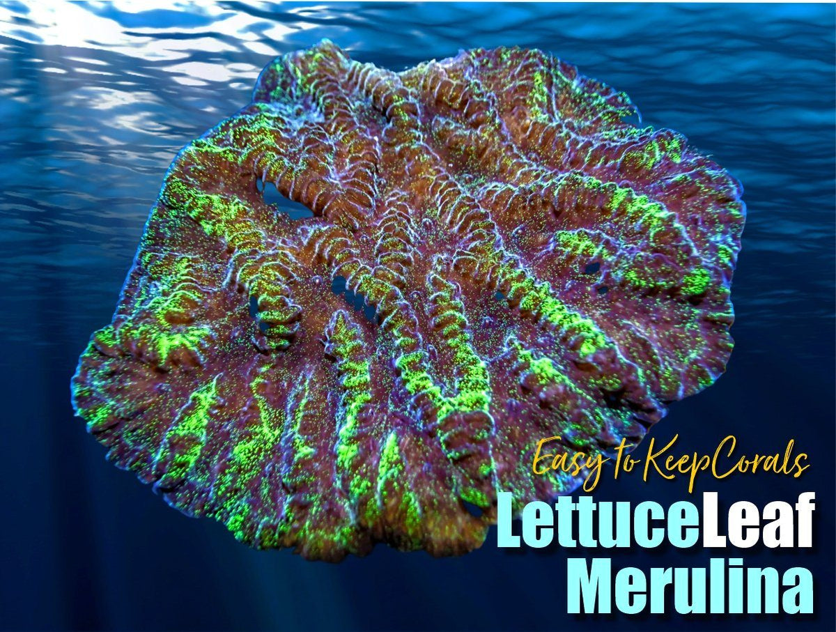 Merulina Coral, Genuine Specimen, 9 By on sale 4 By 6 Inches, Stand Is Separate, Beach And Wedding Decor, Ruffled Coral, Cabbage Coral