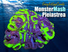 Monster Mash Pleiastrea