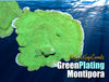 Green Plating Montipora