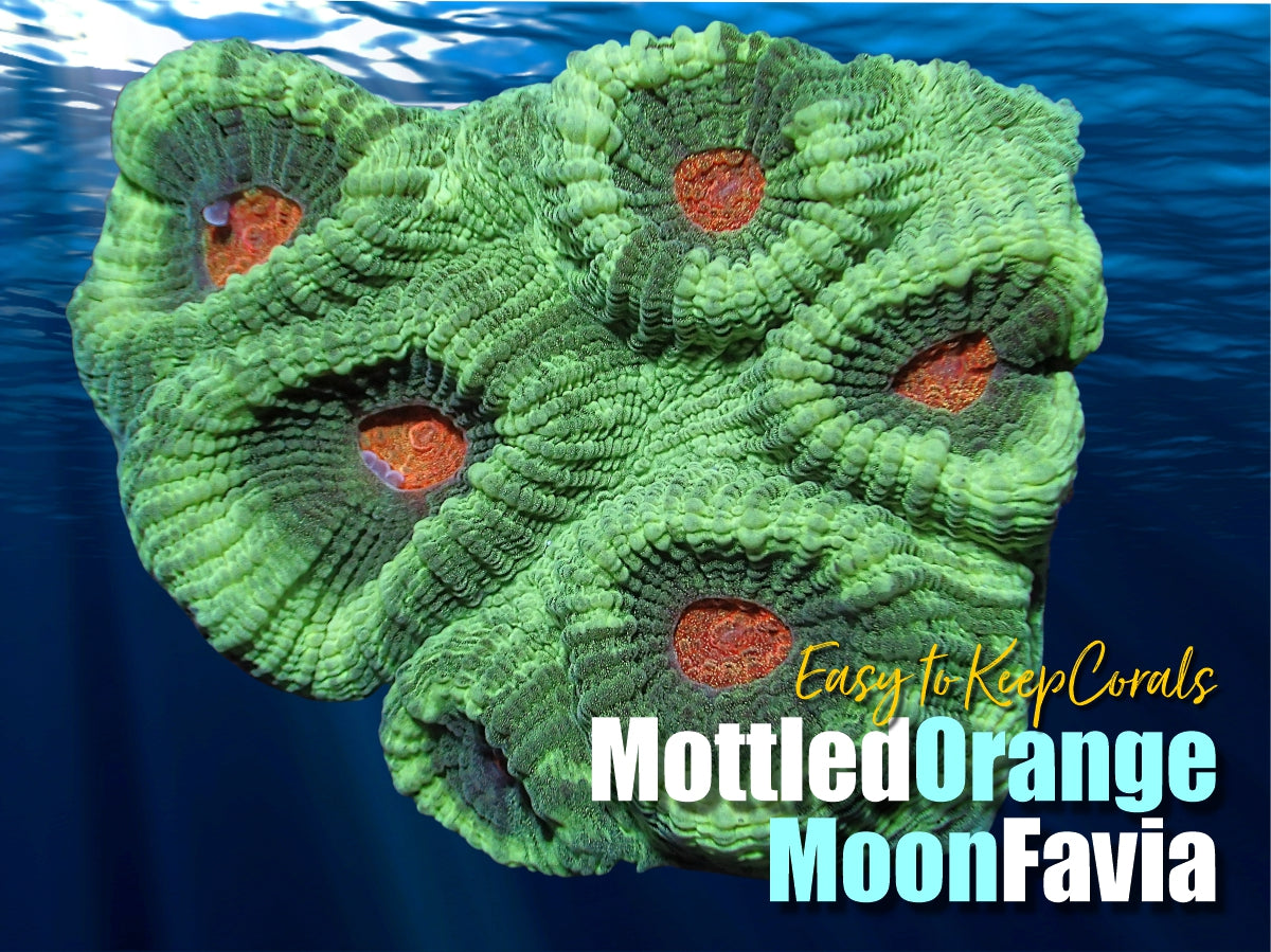 Mottled Orange Moon Favia