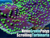 Neon Green Polyp Scrolling Turbinaria