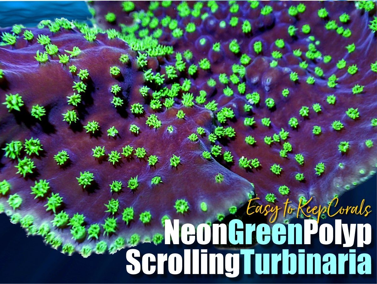 Neon Green Polyp Scrolling Turbinaria