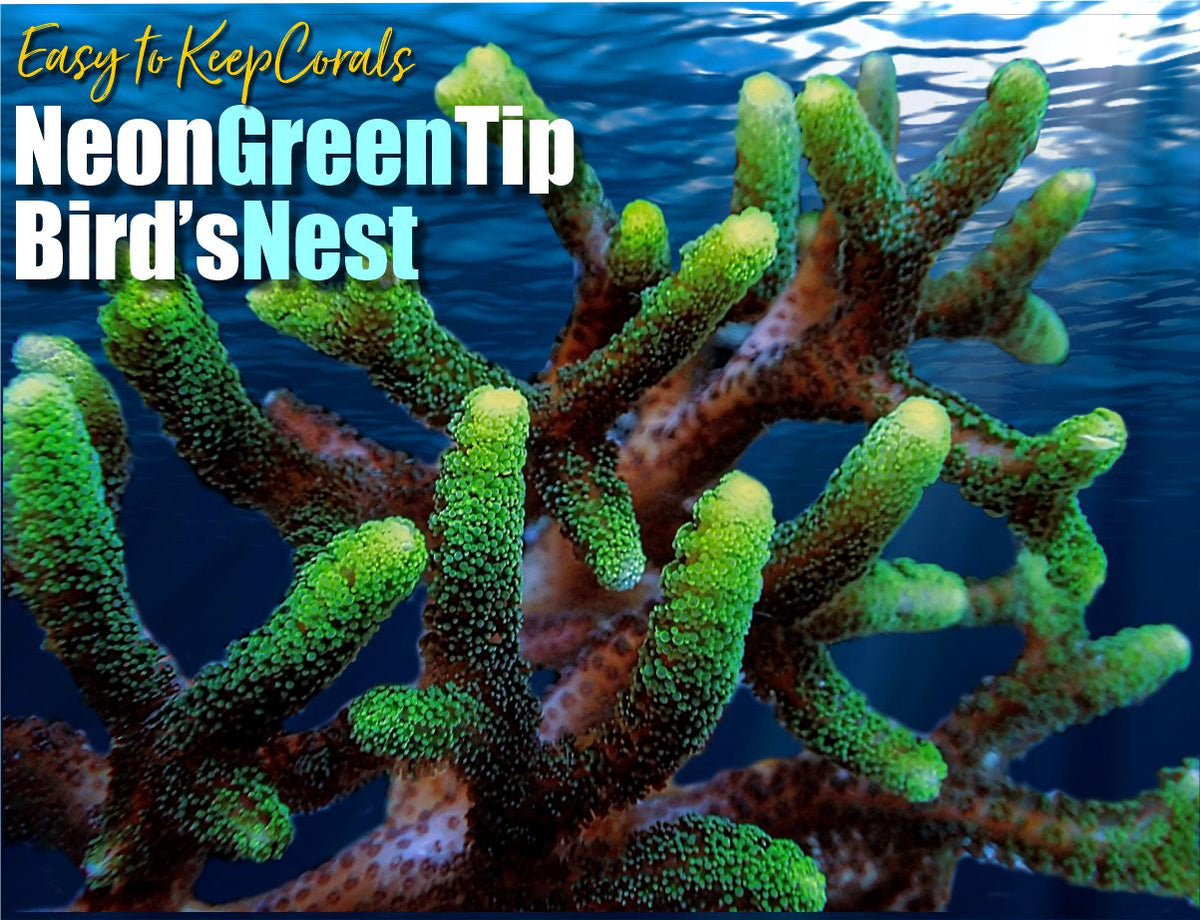 Neon Green Tip Bird's Nest