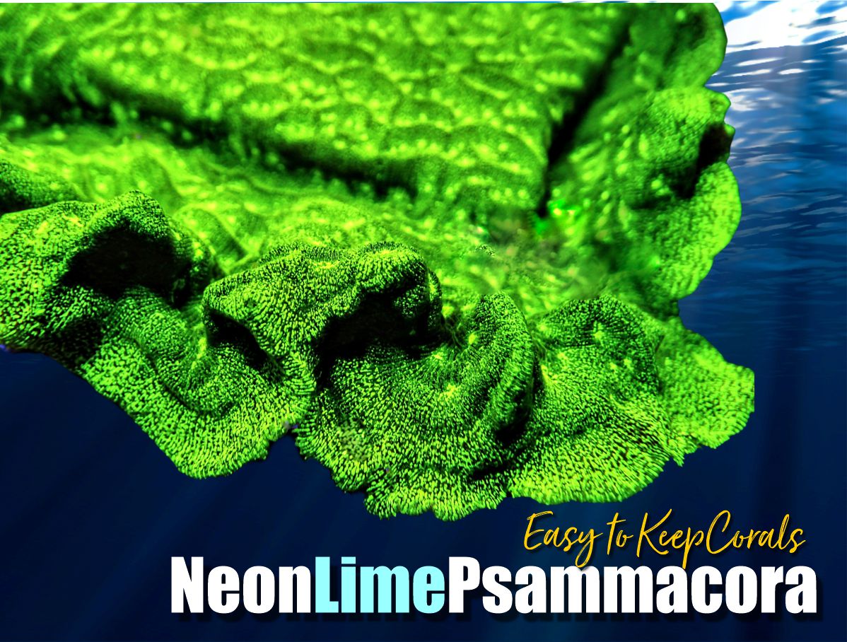 Neon Lime Psammacora