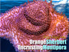 Orange Sherbet Encrusting Montipora