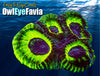 Owl Eye Favia