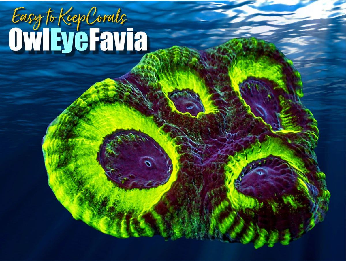 Owl Eye Favia