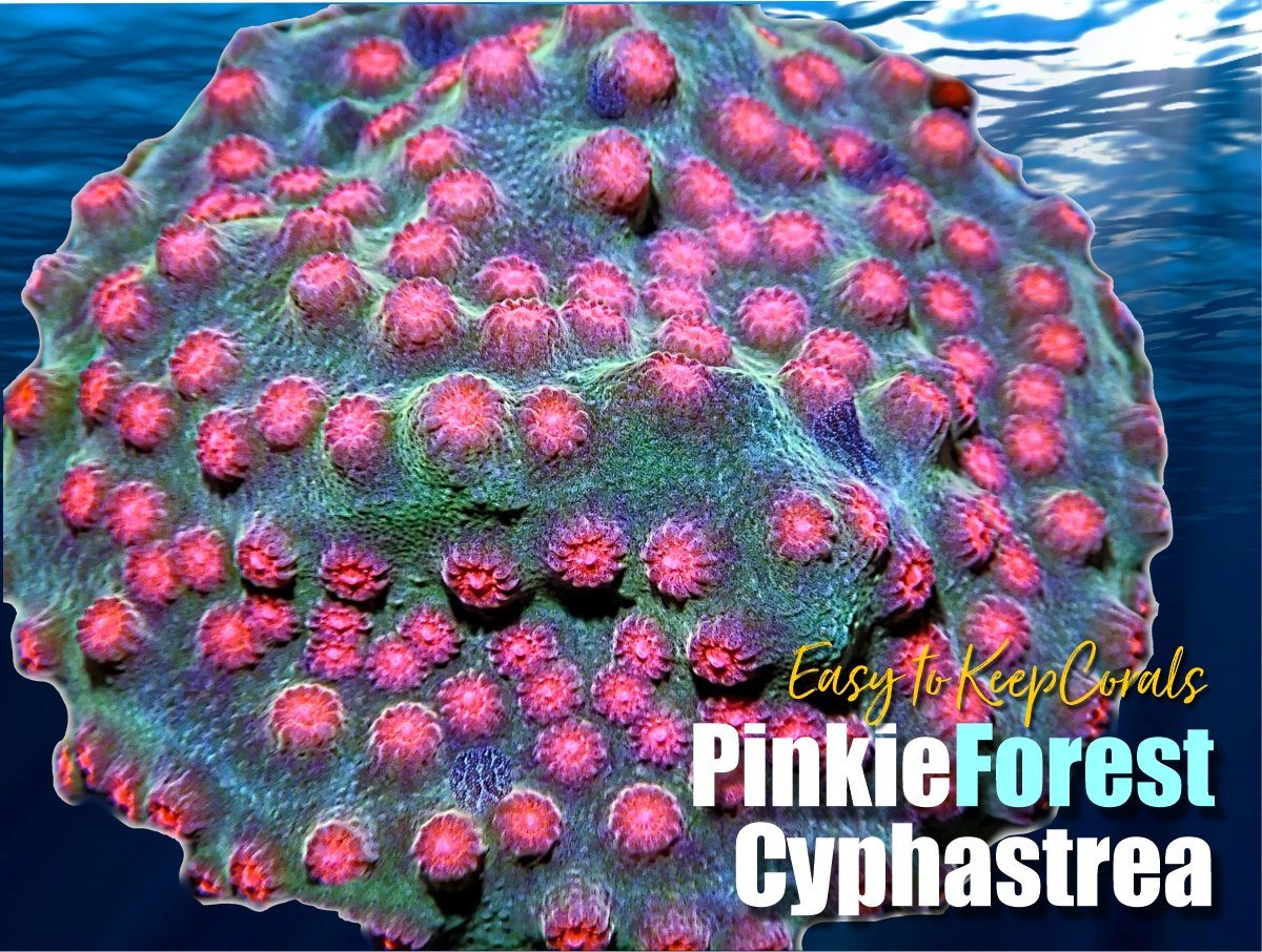 Pinkie Forest Cyphastrea
