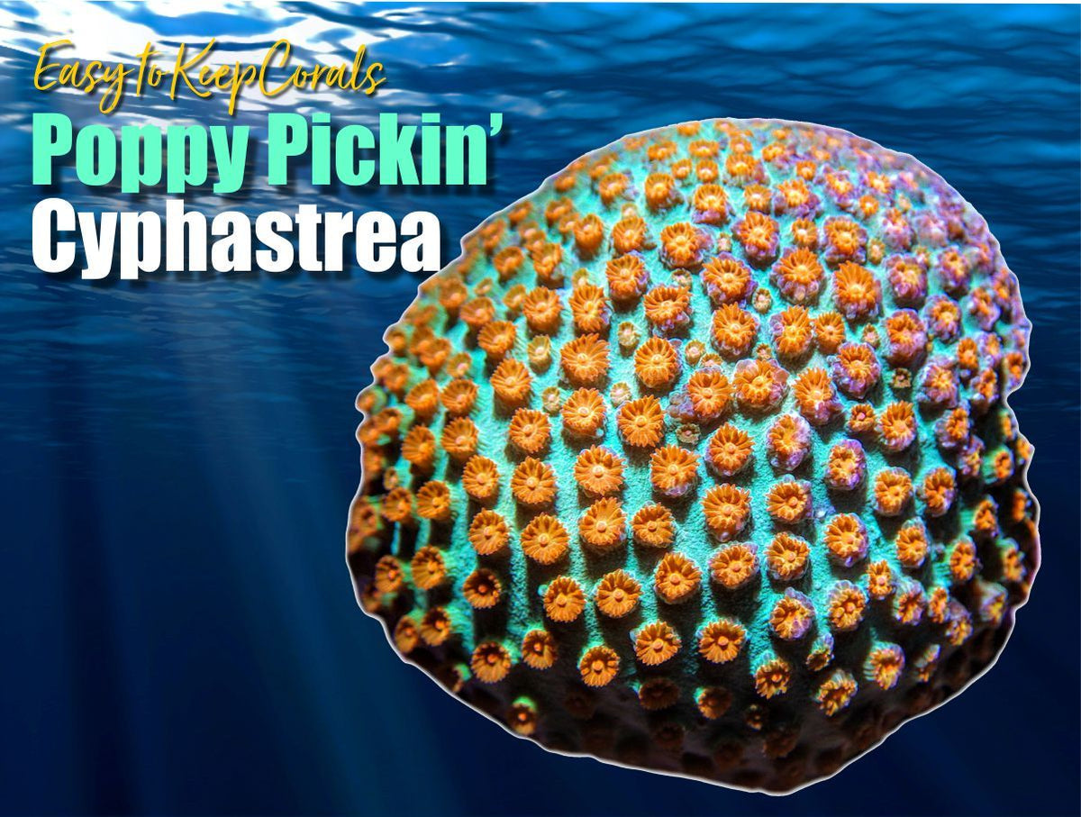 Poppy Pickin' Cyphastrea