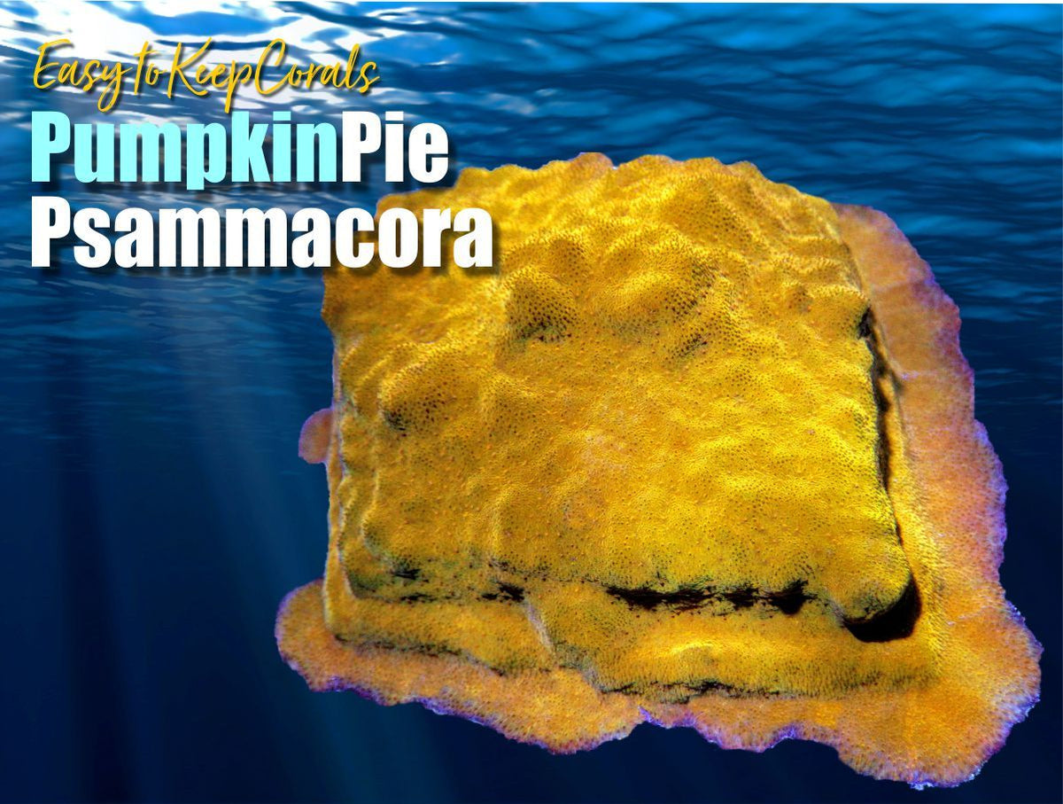 Pumpkin Pie Psammacora