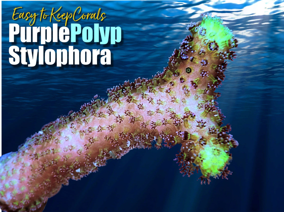 Purple Polyp Stylophora